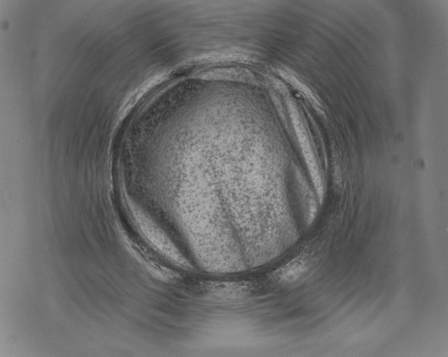 X0000076300486200610161557