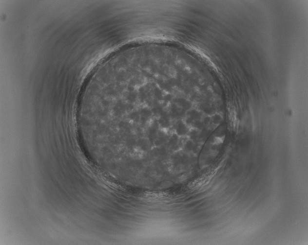 X0000076300487200610161557