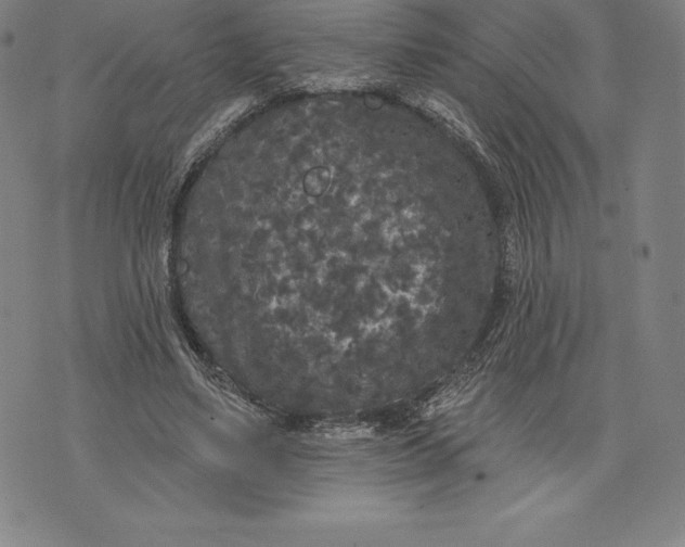 X0000076300491200610161557