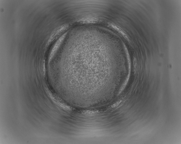 X0000076300494200610161557