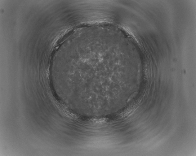 X0000076300495200610161557