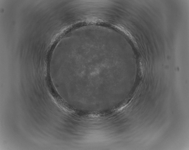 X0000076300496200610161557