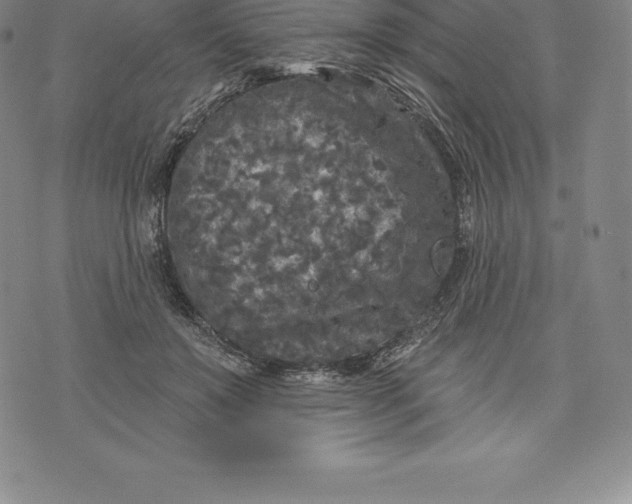 X0000076300503200610161557