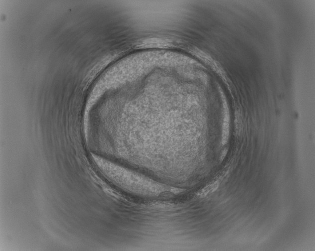 X0000076300529200610161556