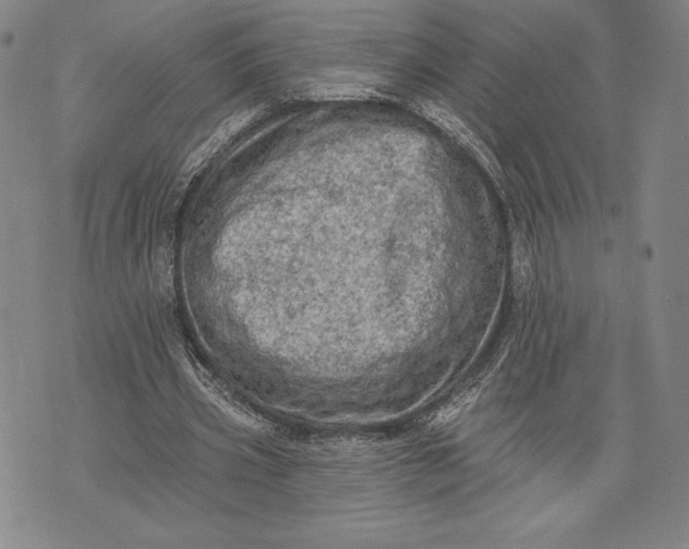 X0000076300533200610161556