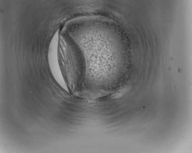 X0000076300624200610161555