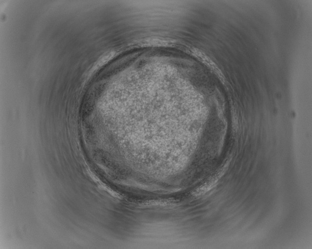 X0000076300625200610161554