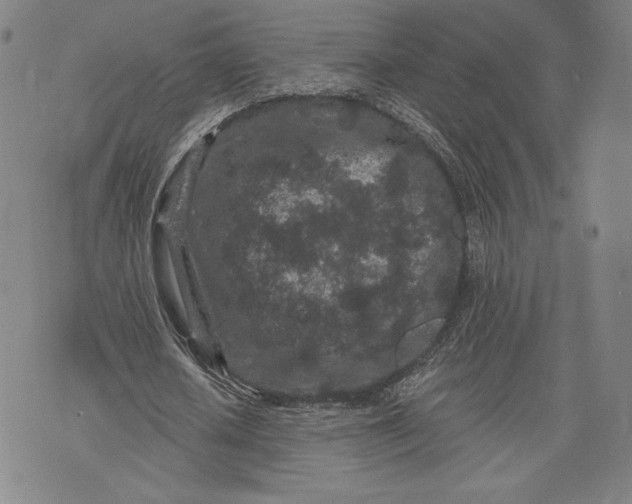 X0000076300626200610161554