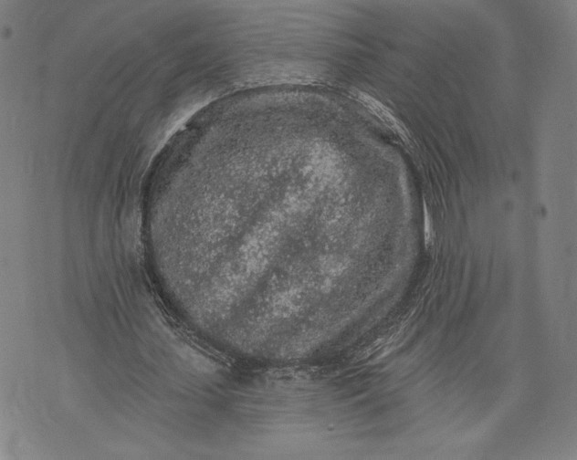 X0000076300627200610161554