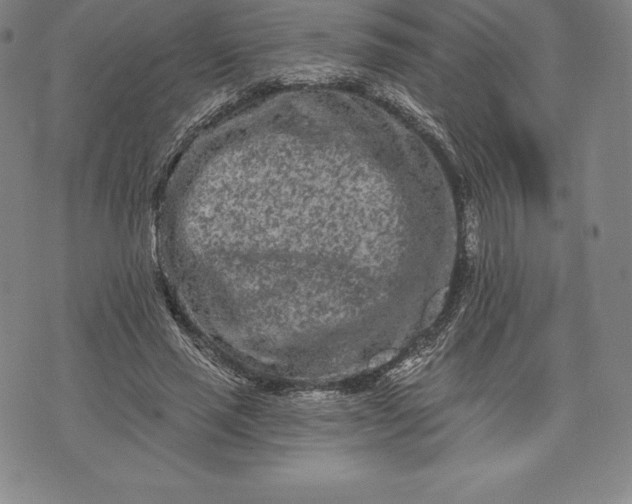 X0000076300637200610161554