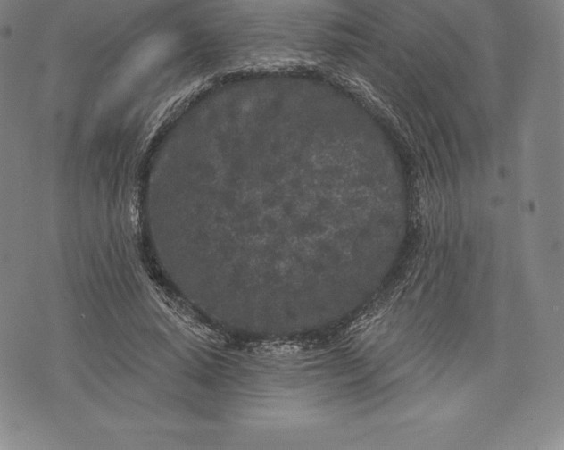 X0000076300640200610161554