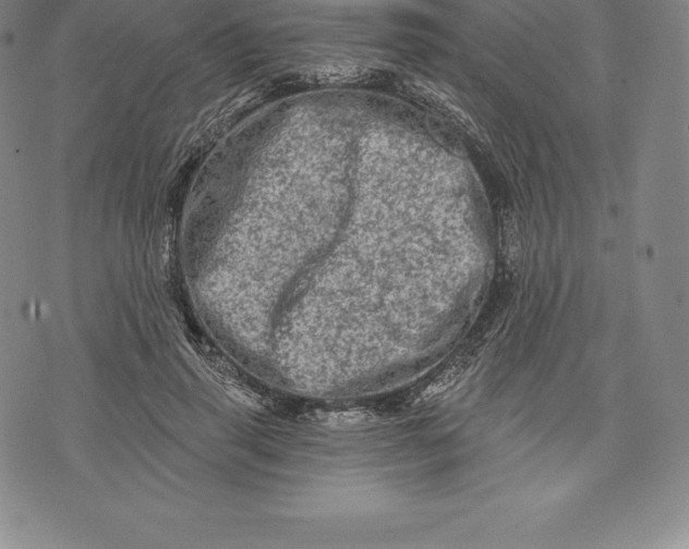 X0000076300645200610161554