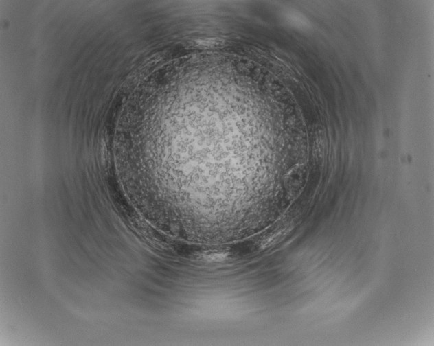 X0000076300651200610161555