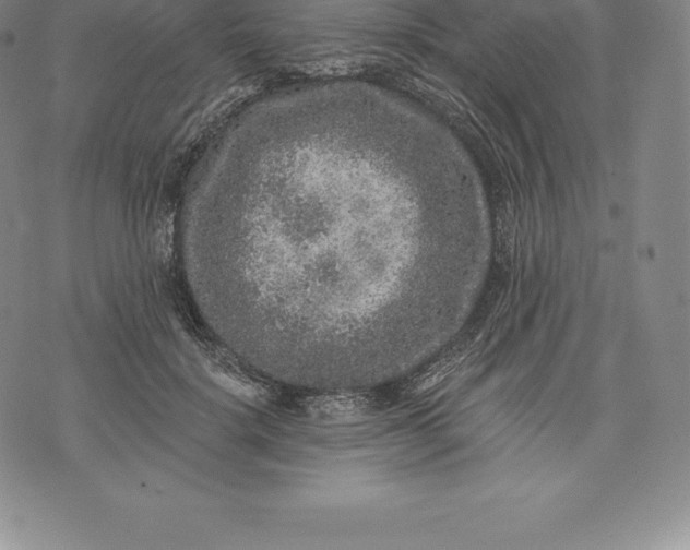 X0000076300652200610161555