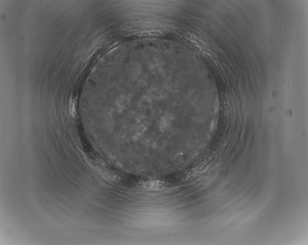 X0000076300695200610161554