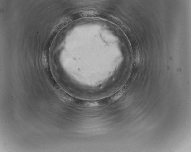 X0000076300715200610161553