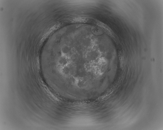 X0000076300729200610161553