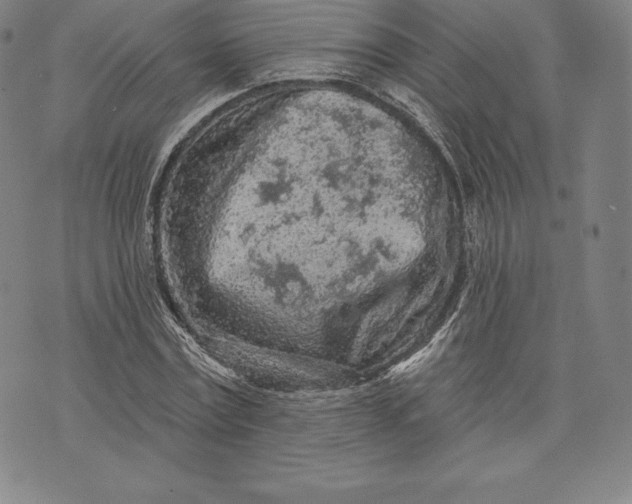 X0000076300779200610161552