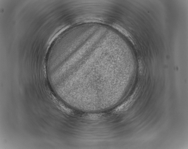 X0000076300782200610161552