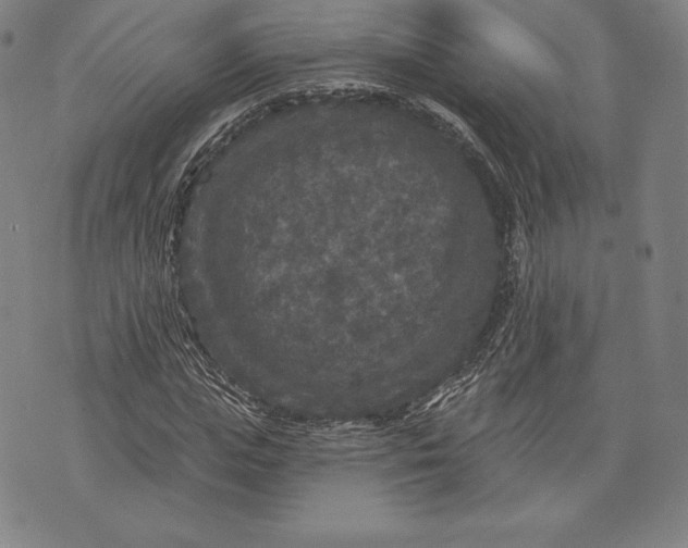 X0000076300823200610161551