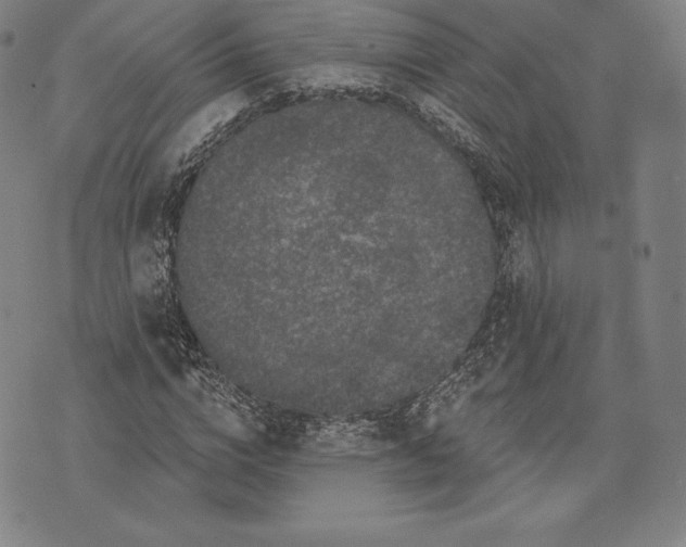 X0000076300824200610161551