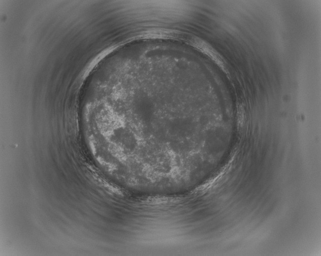 X0000076300829200610161551