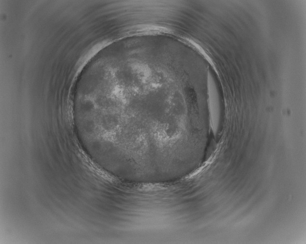 X0000076300835200610161551