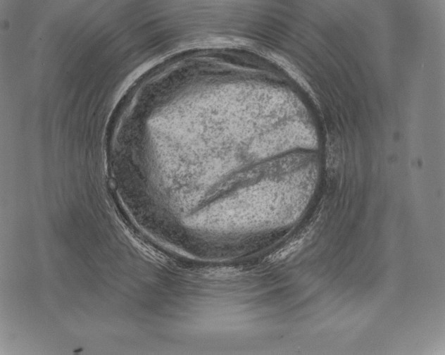 X0000076300837200610161551