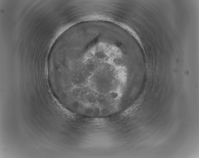 X0000076300839200610161551