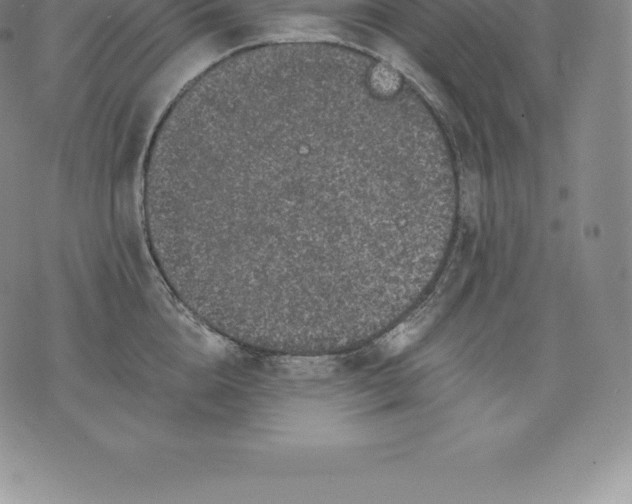 X0000076300856200610161552