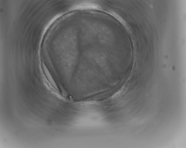 X0000076300864200610161552