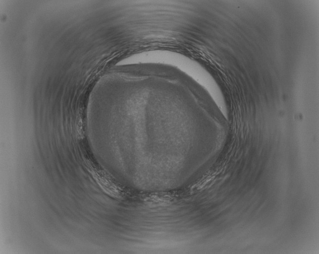 X0000076300868200610161551