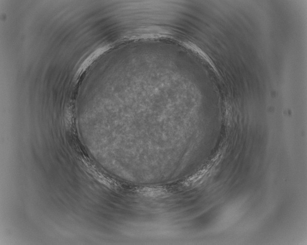 X0000076300874200610161551