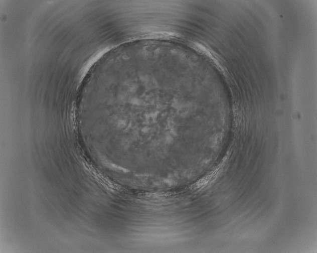 X0000076300875200610161551