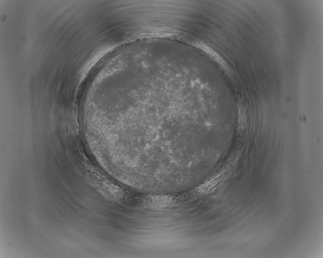 X0000076300878200610161551