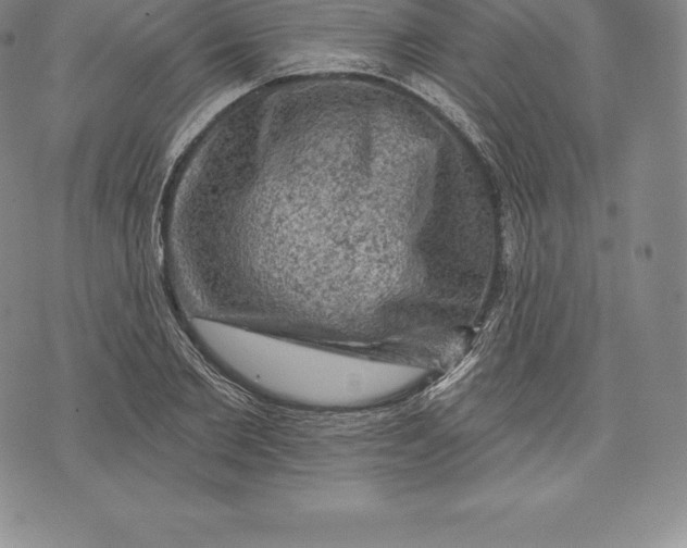 X0000076300885200610161551