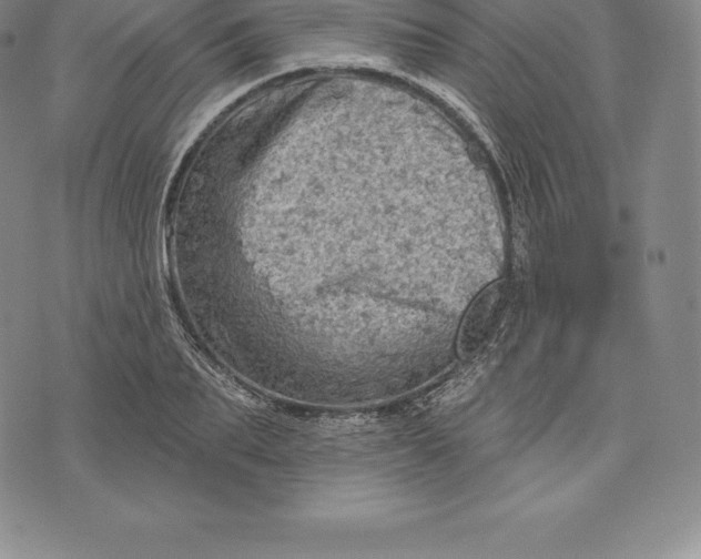 X0000076300887200610161551