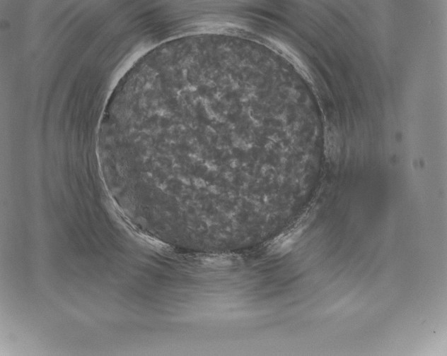 X0000076300899200610161550