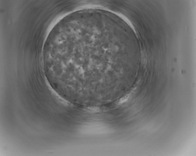 X0000076300911200610161550