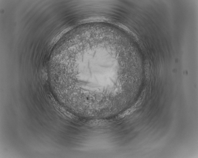 X0000076300929200610161550