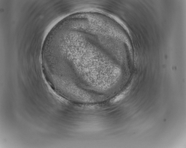 X0000076300951200610161550