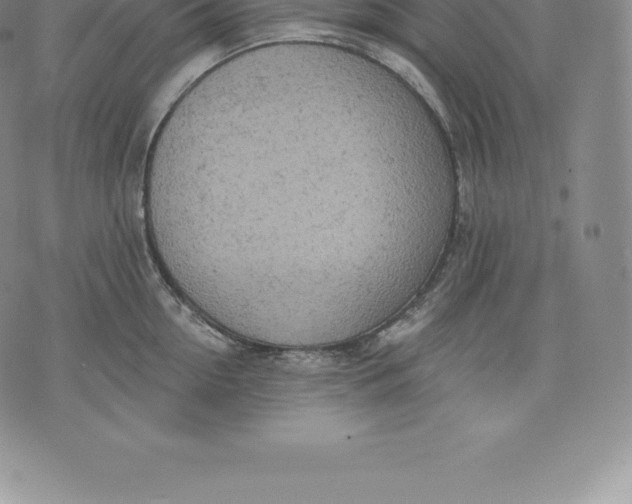 X0000076300954200610161550