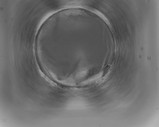 X0000076300958200610161550