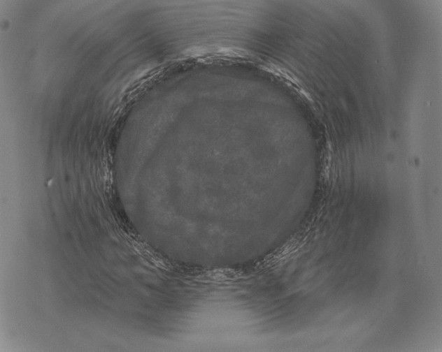 X0000076300966200610161549