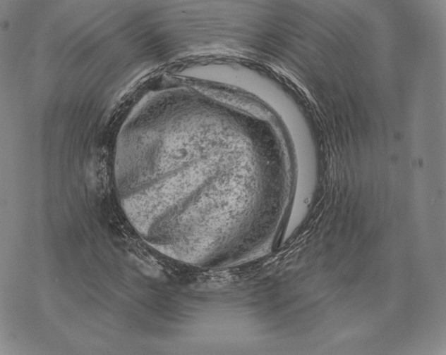 X0000076300968200610161549