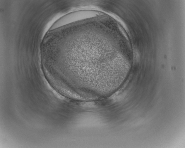 X0000076301006200610161549