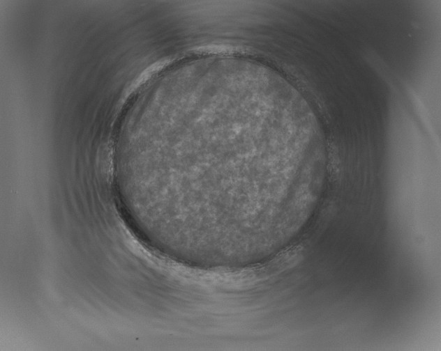 X0000076300016200610201558