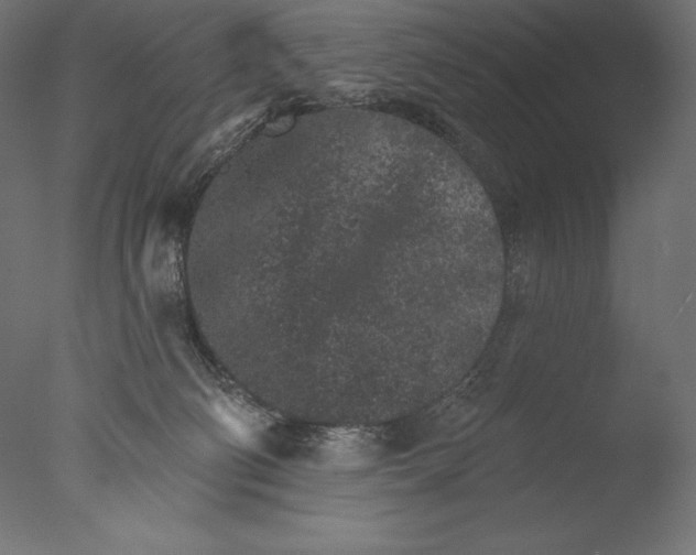 X0000076300130200610201556