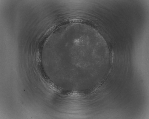 X0000076300224200610201555