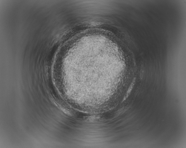 X0000076300366200610201553